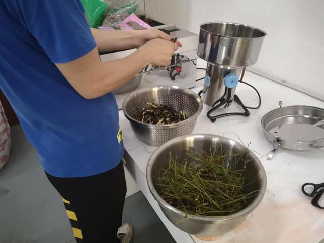植物染料——栾树