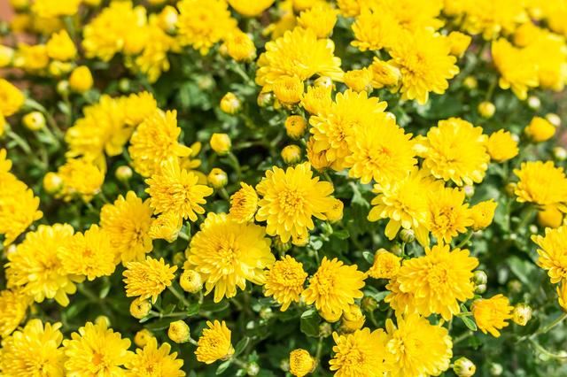 菊花栽培管理技术，种植户需把握这些萌芽、开花关键要点！