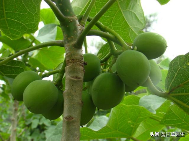 踏青千万注意，这些野果子经常有孩子误食中毒