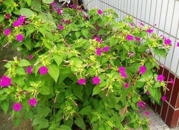 想要夏季赏花就养紫茉莉，春季动手扦插，居家观花不用再等一年