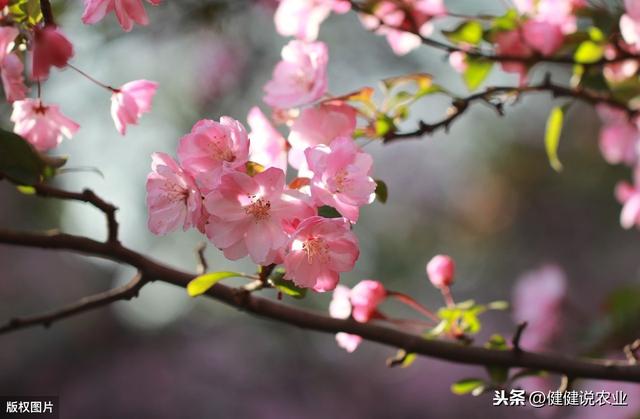 花叶海棠种植技术，栽培要点全在这，值得收藏起来！