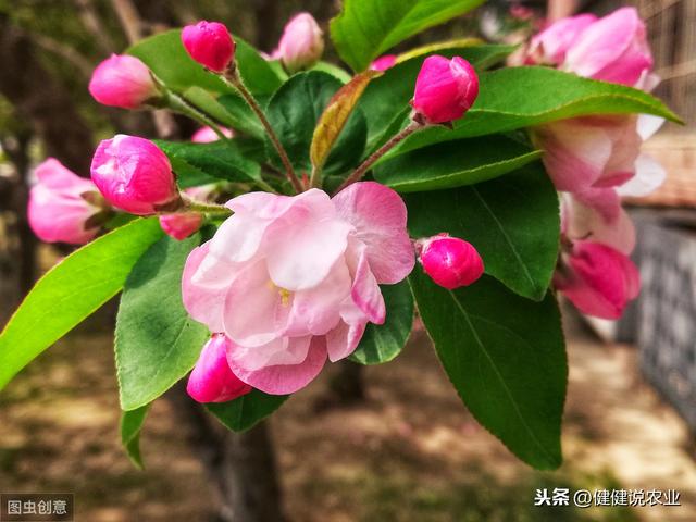 花叶海棠种植技术，栽培要点全在这，值得收藏起来！