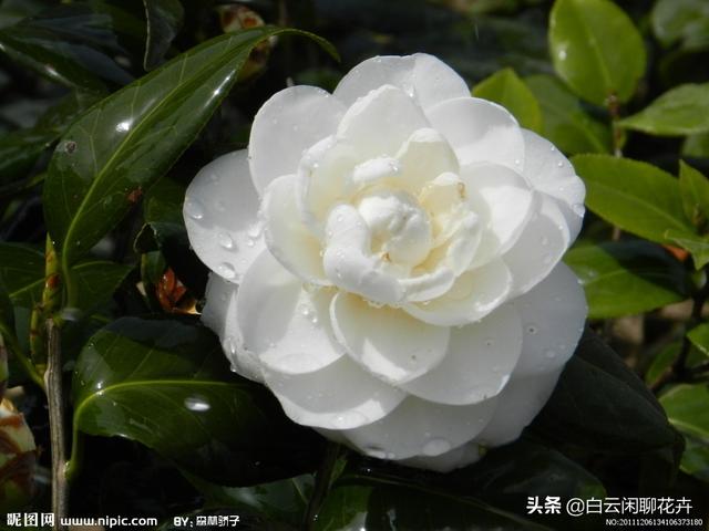 山茶花——花语代表着；希望爱你直到生命结束，就是你理想的爱