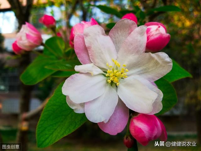 花叶海棠种植技术，栽培要点全在这，值得收藏起来！
