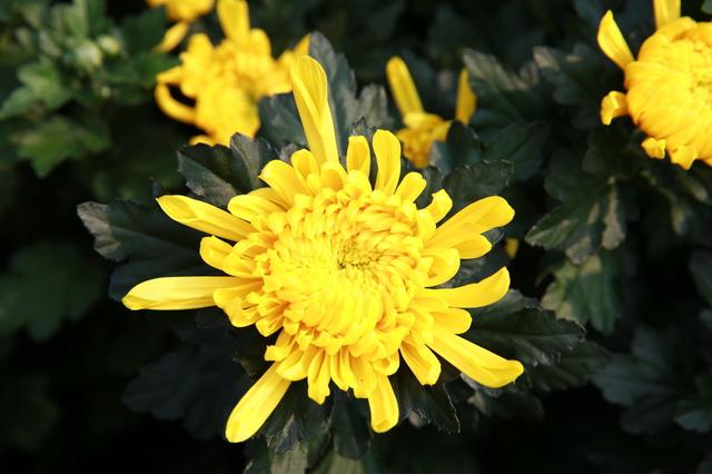 菊花栽培管理技术，种植户需把握这些萌芽、开花关键要点！