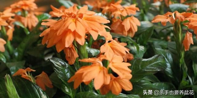 鸟尾花，你真的觉得它开花像鸟儿的尾巴吗？来说下你的意见