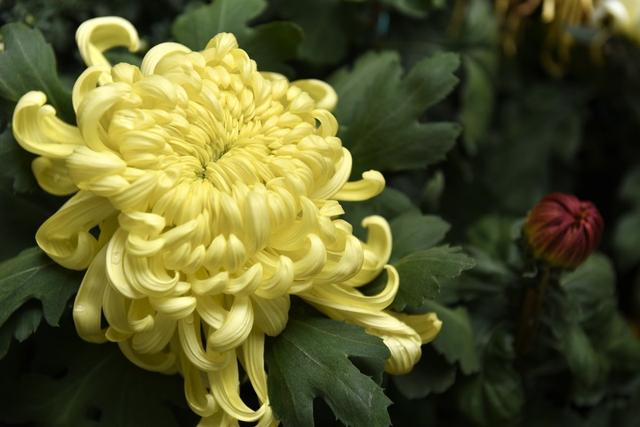 菊花栽培管理技术，种植户需把握这些萌芽、开花关键要点！