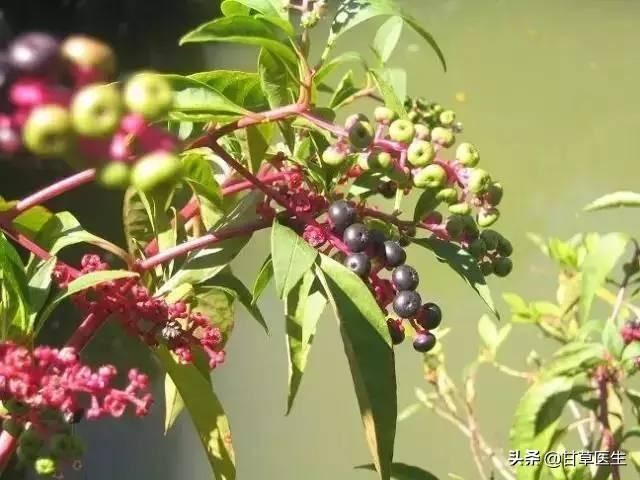 踏青千万注意，这些野果子经常有孩子误食中毒