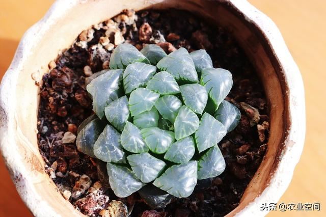 冰灯玉露是近年来流行于海内外的观叶植物，冰灯玉露的的家庭栽培