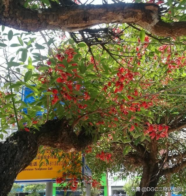 海红豆也叫鸡冠刺桐