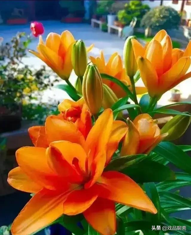 石榴花开耀眼明