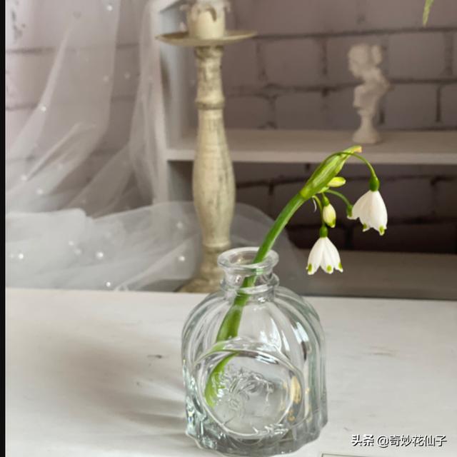 如此清新脱俗的花儿却没有几人知晓，是我的审美太独特吗？