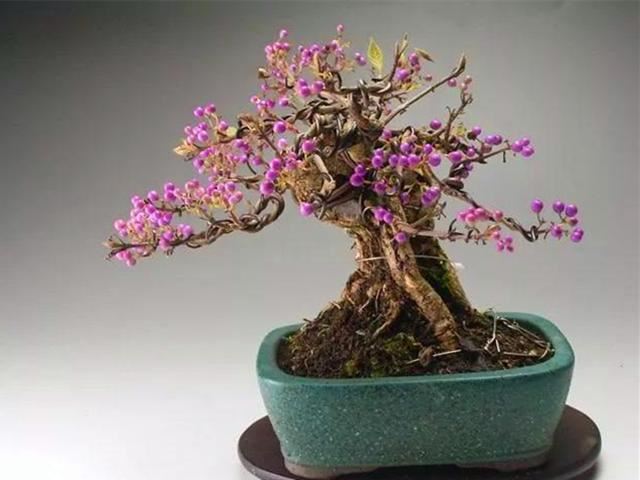株型秀丽，果实色彩优雅迷人的紫珠盆景，春天养护别忘做1件事