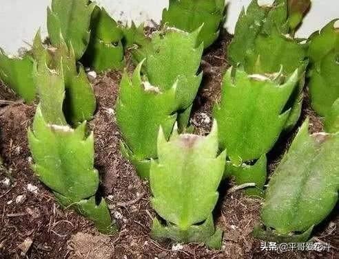 这3种花扦插正合适，几根枝条插盆里，生根快、长势好，1盆变10盆