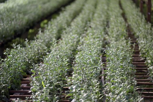 菊花栽培管理技术，种植户需把握这些萌芽、开花关键要点！