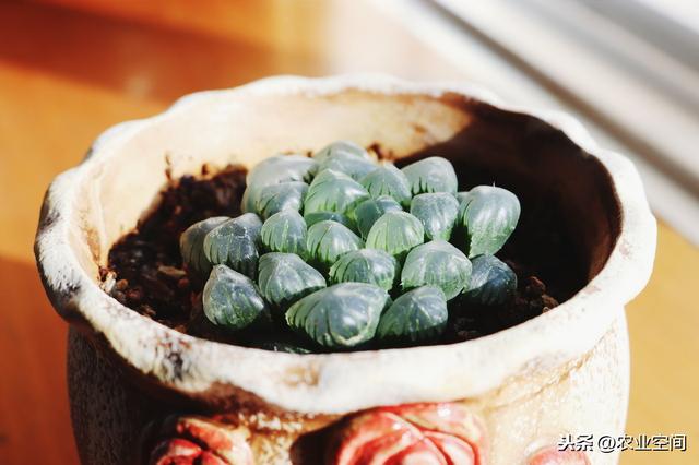 冰灯玉露是近年来流行于海内外的观叶植物，冰灯玉露的的家庭栽培