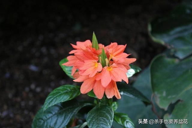 鸟尾花，你真的觉得它开花像鸟儿的尾巴吗？来说下你的意见