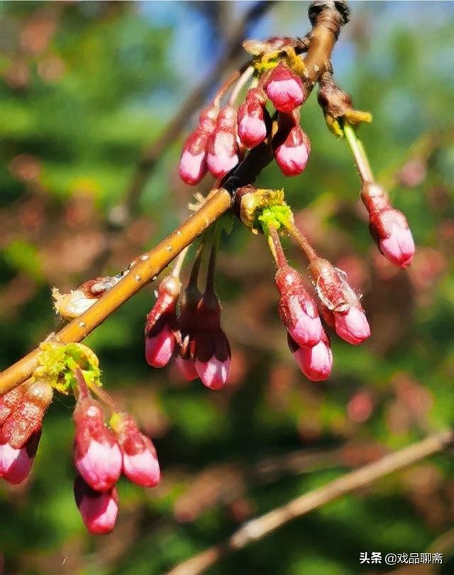 石榴花开耀眼明