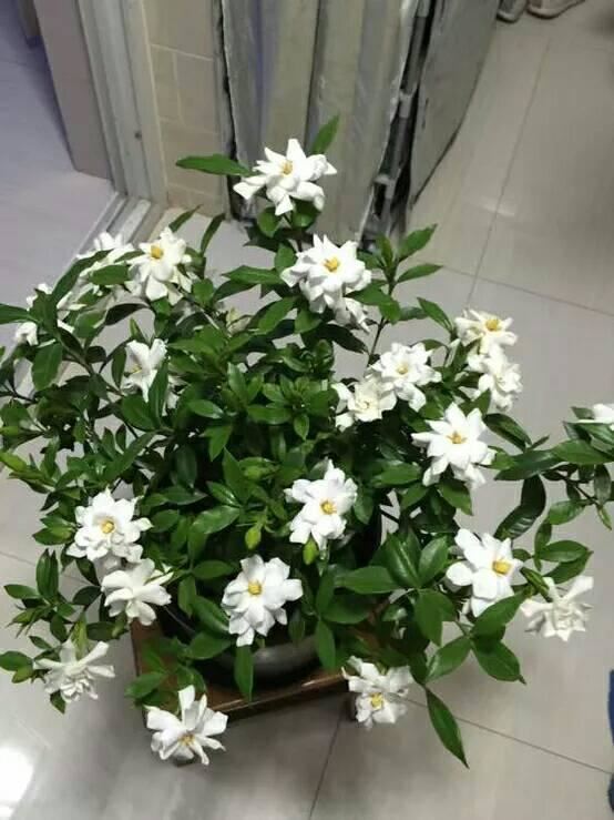 绿叶丛中一点白，花开满园栀子香