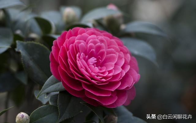 山茶花——花语代表着；希望爱你直到生命结束，就是你理想的爱