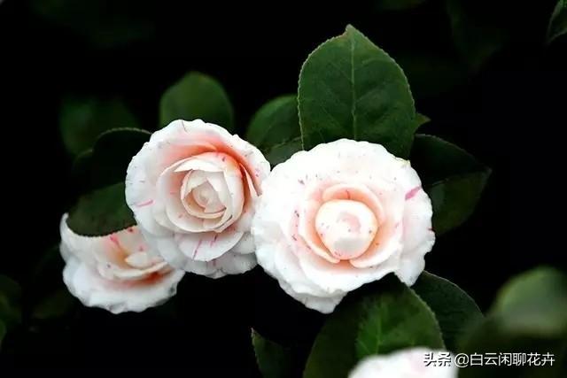 山茶花——花语代表着；希望爱你直到生命结束，就是你理想的爱