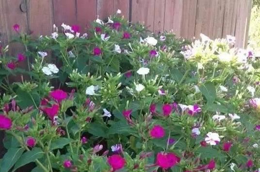 想要夏季赏花就养紫茉莉，春季动手扦插，居家观花不用再等一年