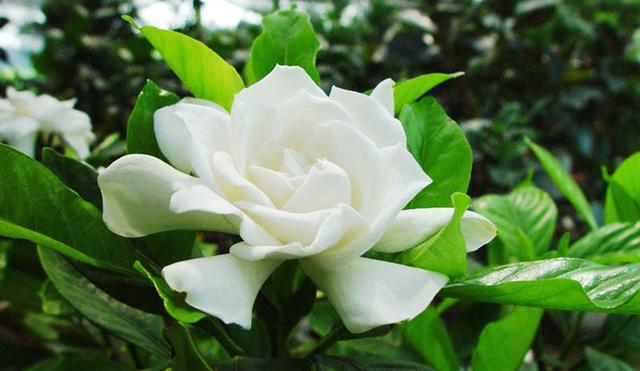 绿叶丛中一点白，花开满园栀子香