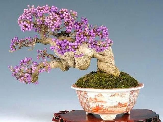 株型秀丽，果实色彩优雅迷人的紫珠盆景，春天养护别忘做1件事