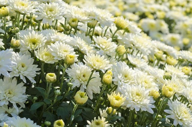 菊花栽培管理技术，种植户需把握这些萌芽、开花关键要点！