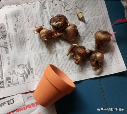 如此清新脱俗的花儿却没有几人知晓，是我的审美太独特吗？