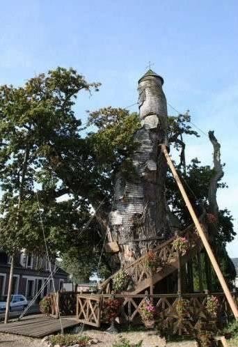 庭院植树——全球最著名的十五棵树，给您家的子孙来一棵么？