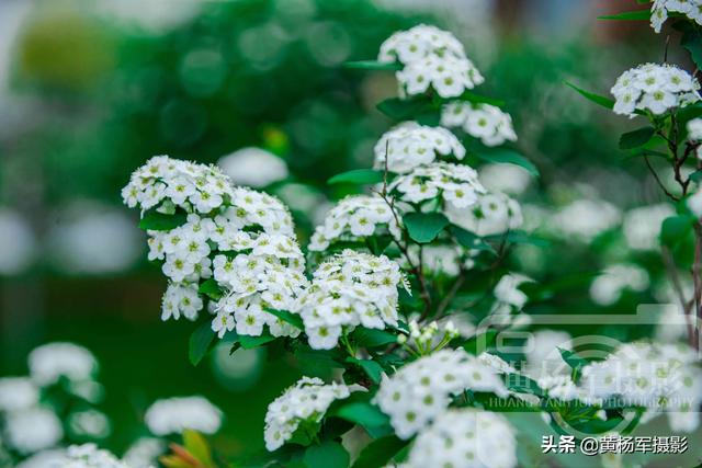 绿叶中美丽的麻叶绣线菊，洁白娇美的花朵很迷人
