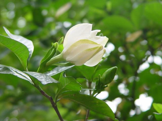 绿叶丛中一点白，花开满园栀子香