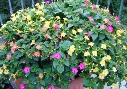 想要夏季赏花就养紫茉莉，春季动手扦插，居家观花不用再等一年