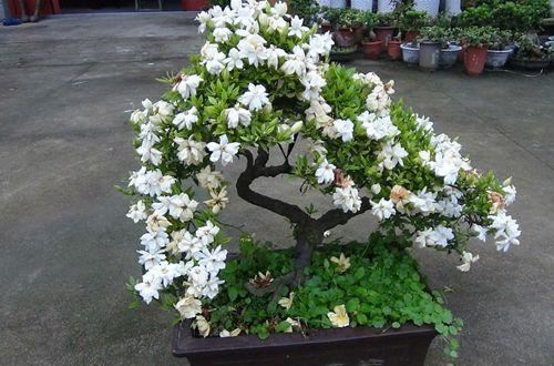绿叶丛中一点白，花开满园栀子香