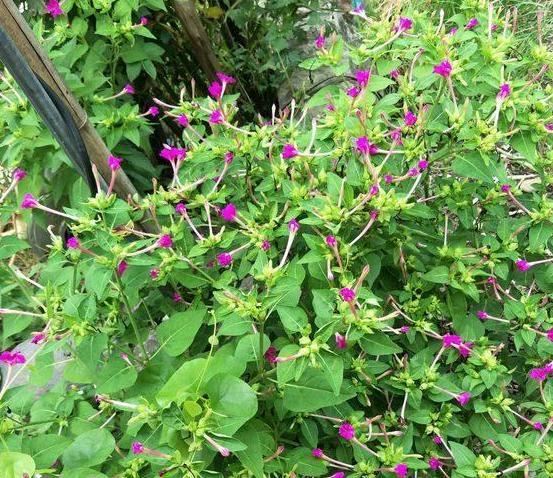 想要夏季赏花就养紫茉莉，春季动手扦插，居家观花不用再等一年