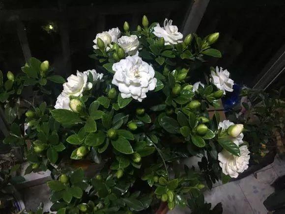 绿叶丛中一点白，花开满园栀子香