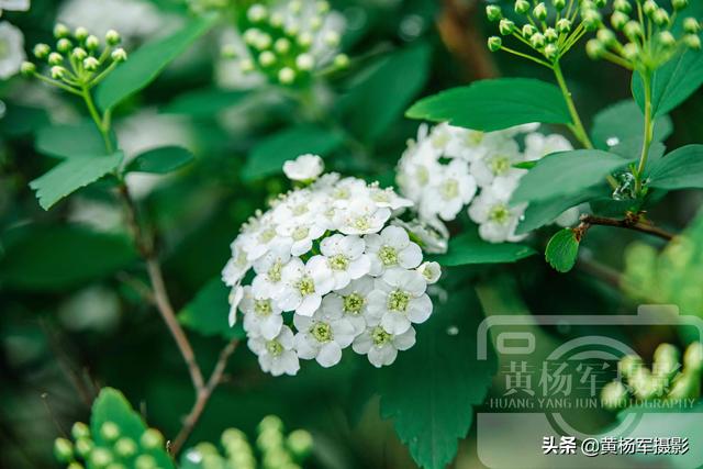 绿叶中美丽的麻叶绣线菊，洁白娇美的花朵很迷人