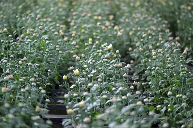 菊花栽培管理技术，种植户需把握这些萌芽、开花关键要点！