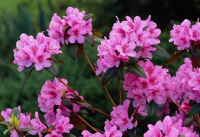 杜鹃花开花爆盆有“花期”，提高施肥频率，花期长更美了