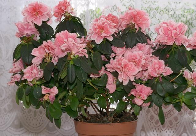杜鹃花开花爆盆有“花期”，提高施肥频率，花期长更美了