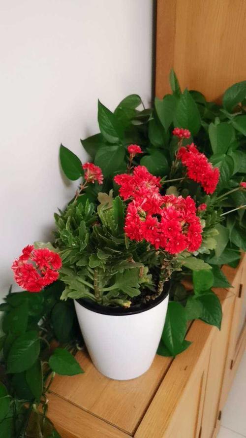 家里养了圣诞伽蓝菜，这几步要做好，小心出错整盆都空