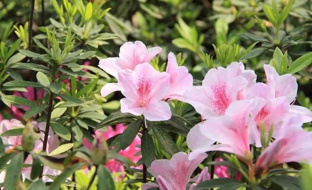 杜鹃花开花爆盆有“花期”，提高施肥频率，花期长更美了