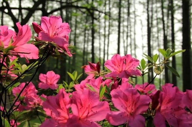杜鹃花开花爆盆有“花期”，提高施肥频率，花期长更美了