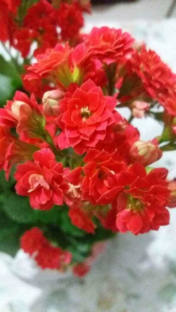 家里养了圣诞伽蓝菜，这几步要做好，小心出错整盆都空