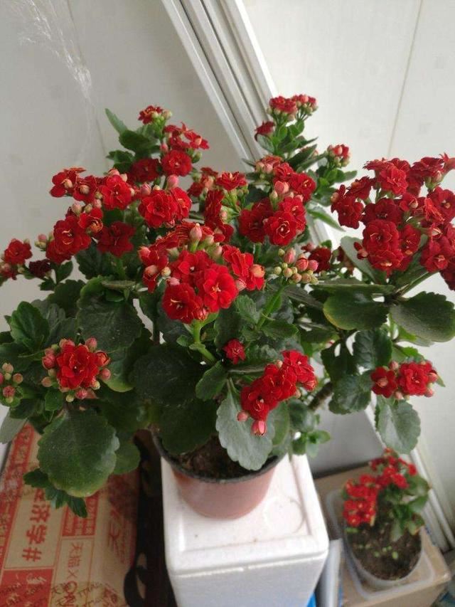 家里养了圣诞伽蓝菜，这几步要做好，小心出错整盆都空