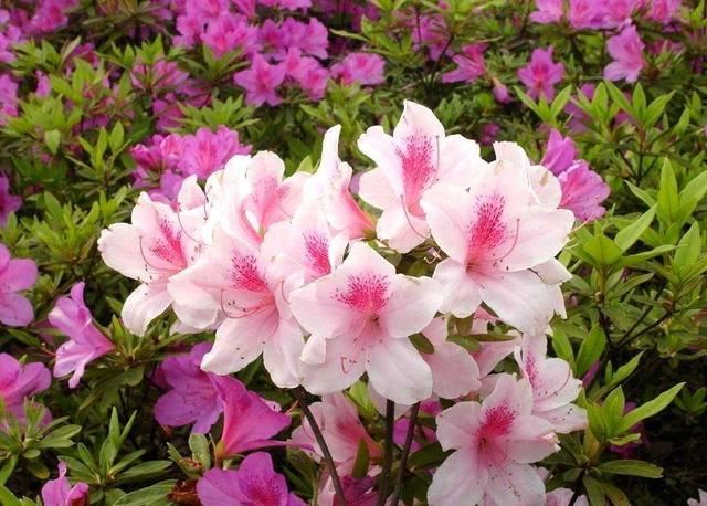 杜鹃花开花爆盆有“花期”，提高施肥频率，花期长更美了