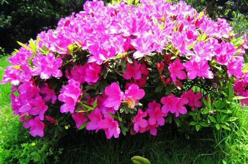 杜鹃花开花爆盆有“花期”，提高施肥频率，花期长更美了