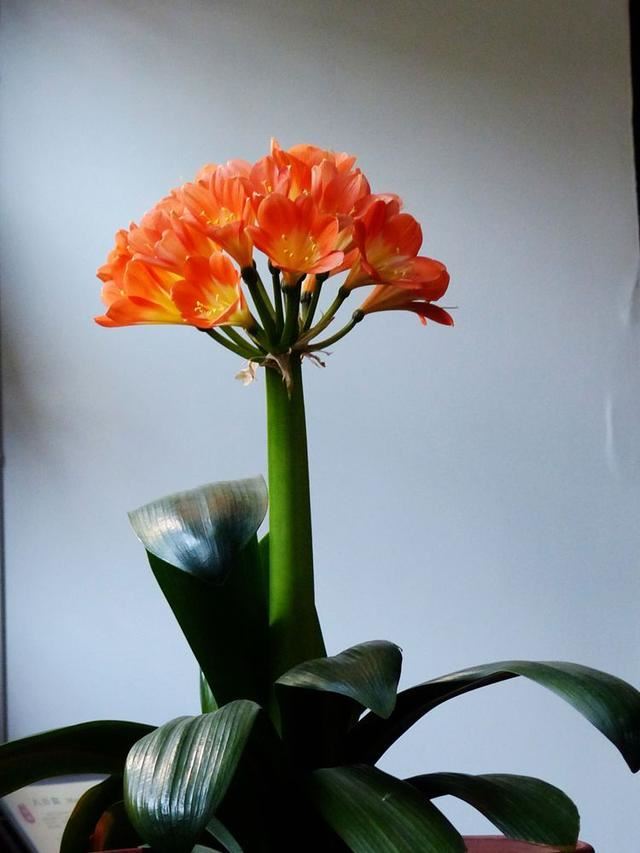 养护春季时期“早春兰”，做好几点早春管理，长势旺盛花朵盛开