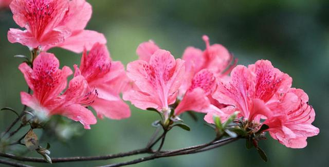 杜鹃花开花爆盆有“花期”，提高施肥频率，花期长更美了